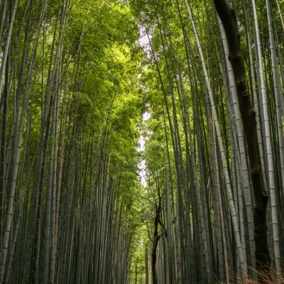 苍穹异世诀手游(暂未上线)v1.0 安卓最新版